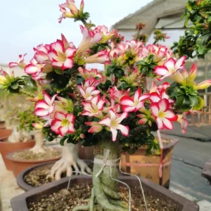 Rainbow Desert Rose Seeds—Steadfast Love - Red White, 🔥🔥50 Seeds