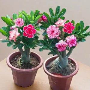 Rainbow Desert Rose Seeds—Steadfast Love - Red Purple, 🔥30 Seeds