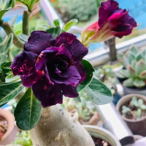 Rainbow Desert Rose Seeds—Steadfast Love - Purple, 🔥🔥50 Seeds