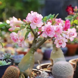 Rainbow Desert Rose Seeds—Steadfast Love - Pink White, 20 Seeds