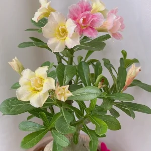 Rainbow Desert Rose Seeds—Steadfast Love - Yellow Pink, 🔥🔥50 Seeds