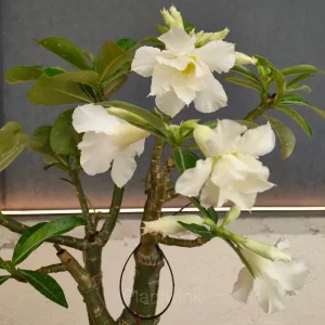 Rainbow Desert Rose Seeds—Steadfast Love - White, 🔥30 Seeds