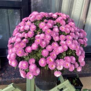 Colorful Candy Chrysanthemum Seeds - Purple, 500 Seeds