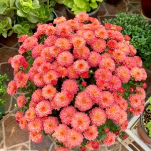 Colorful Candy Chrysanthemum Seeds - Orange, 1000 Seeds