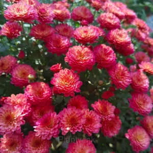 Colorful Candy Chrysanthemum Seeds - Red, 500 Seeds