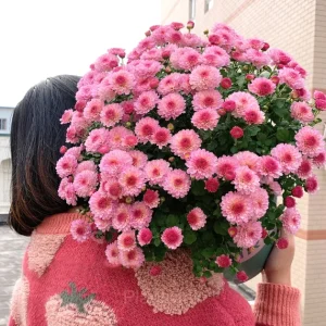 Colorful Candy Chrysanthemum Seeds - Pink, 200 Seeds
