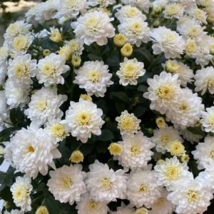 Colorful Candy Chrysanthemum Seeds - White, 1000 Seeds