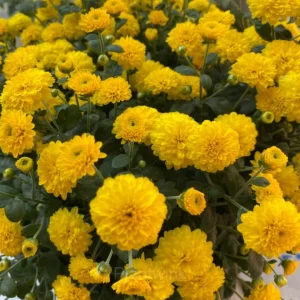 Colorful Candy Chrysanthemum Seeds - Yellow, 100 Seeds