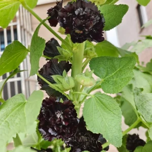 Double Hollyhock Seeds - Black, 100 Seeds (30% Off)