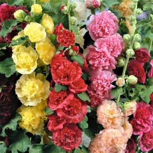 Double Hollyhock Seeds - Yellow, 50 Seeds(20% Off)