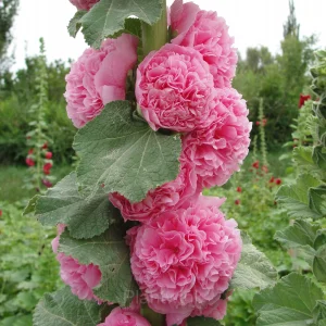 Double Hollyhock Seeds - Peaches & Dreams, 200 Seeds
