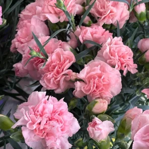 Double Carnation Seeds—Mother's Day Flowers - Pink, 100 Seeds