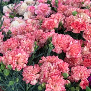 Double Carnation Seeds—Mother's Day Flowers - Rose Red, 50 Seeds