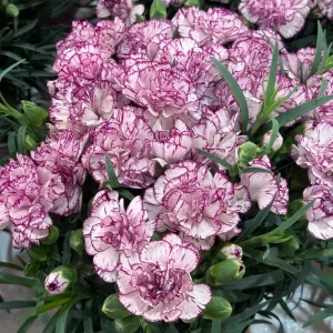 Double Carnation Seeds—Mother's Day Flowers - Color 2, 200 Seeds