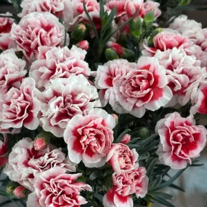Double Carnation Seeds—Mother's Day Flowers - #6, 100 Seeds