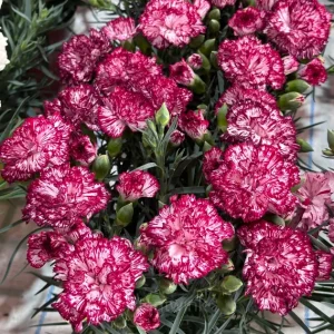 Double Carnation Seeds—Mother's Day Flowers - Color 1, 500 Seeds