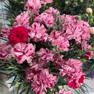 Double Carnation Seeds—Mother's Day Flowers - #4, 50 Seeds