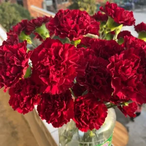 Double Carnation Seeds—Mother's Day Flowers - Red, 500 Seeds