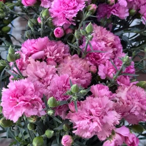 Double Carnation Seeds—Mother's Day Flowers - Rose Red, 500 Seeds