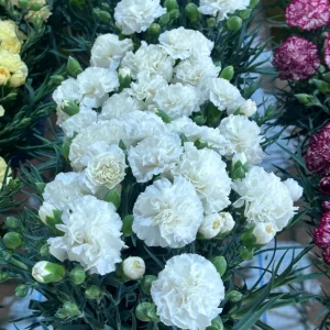 Double Carnation Seeds—Mother's Day Flowers - White, 500 Seeds