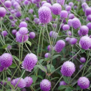 Gomphrina—Eternal Love - Purple, 100 Seeds