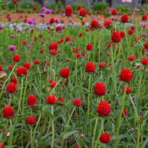 Gomphrina—Eternal Love - Red, 200 Seeds