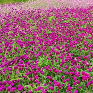 Gomphrina—Eternal Love - Carmine, 200 Seeds