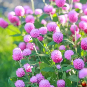 Gomphrina—Eternal Love - Pink, 200 Seeds