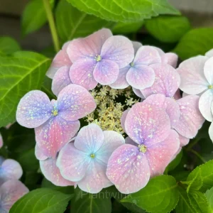 Starry Sky Series Hydrangea - Starry Sky Pink, 200 Seeds