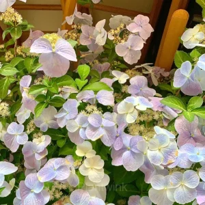 Starry Sky Series Hydrangea - Starry Sky Blue, 100 Seeds