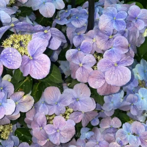 Starry Sky Series Hydrangea - Starry Sky Purple, 200 Seeds