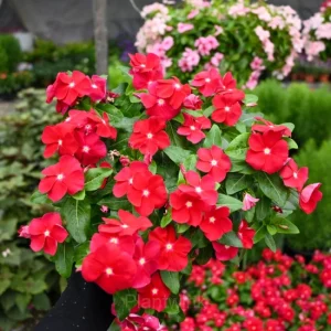 Periwinkle - Red, 50 Seeds