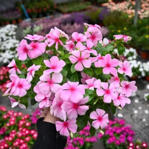 Periwinkle - Pink, 100 Seeds