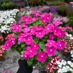 Periwinkle - Fuchsia, 50 Seeds