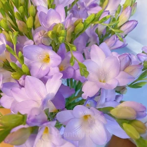 Freesia—Winter Perfume - Purple, 9 Bulbs