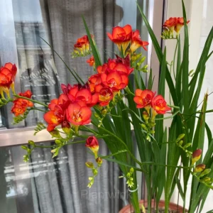 Freesia—Winter Perfume - Red, 9 Bulbs