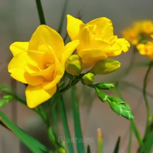 Freesia—Winter Perfume - Yellow, 15 Bulbs