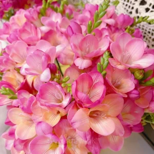 Freesia—Winter Perfume - Pink, 6 Bulbs