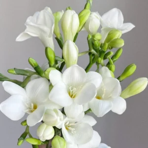 Freesia—Winter Perfume - White, 15 Bulbs