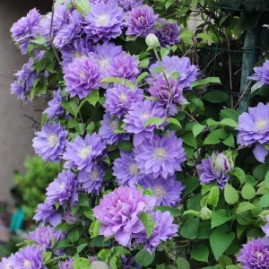 Multiple Petals Climbing Clematis - Purple, 100 Seeds