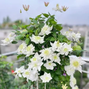 Multiple Petals Climbing Clematis - White, 50 Seeds