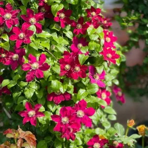 Multiple Petals Climbing Clematis - Red, 50 Seeds