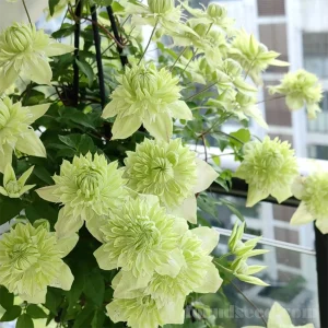 Multiple Petals Climbing Clematis - Green, 🔥🔥200 Seeds