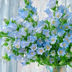 Bellflower - Flowers From Fairy Tales - Blue, 100 Seeds