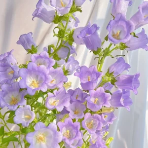 Bellflower - Flowers From Fairy Tales - Purple, 500 Seeds