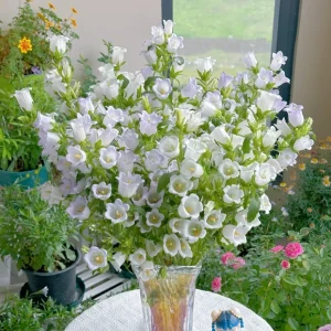 Bellflower - Flowers From Fairy Tales - White, 50 Seeds