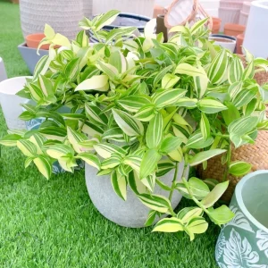 Orchid - Green, 🔥🔥500 Seeds(Save $25)