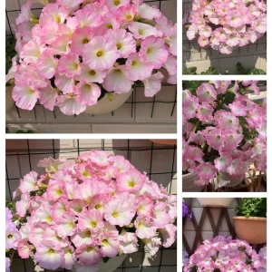 The Latest Petunia Varieties In 2024 - #3, 1000 Seeds