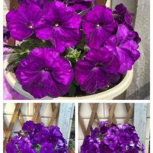 The Latest Petunia Varieties In 2024 - #6, 2000 Seeds