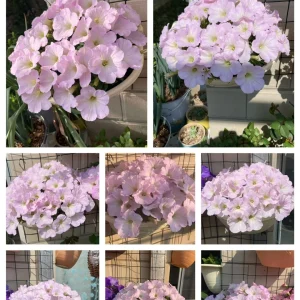The Latest Petunia Varieties In 2024 - #1, 250 Seeds